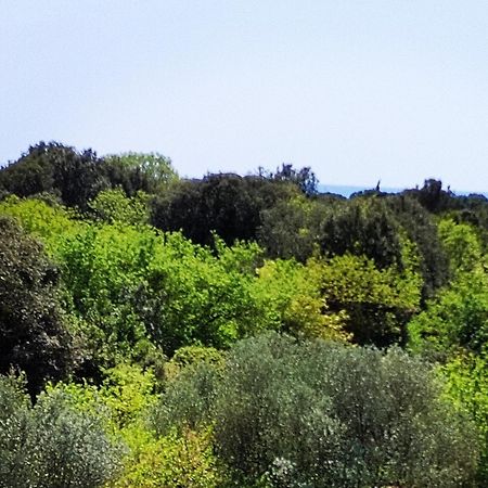 Villa Mareonda - Apartments Sussurro 罗维尼 外观 照片